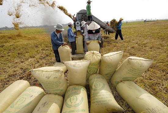 Giá lúa gạo hôm nay 30/8: Thị trường lúa gạo ổn định, sẽ sôi động trở lại vào tháng 10