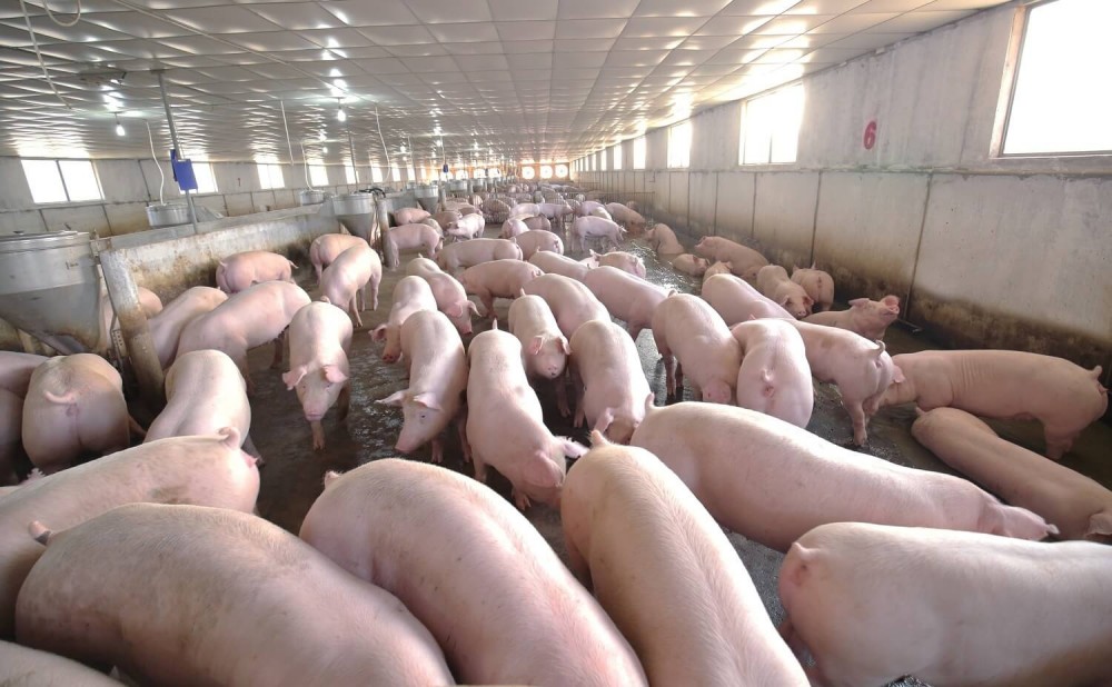 Giá heo hơi hôm nay 1/6: Giảm 1.000 - 2.000 đồng/kg ở cả ba khu vực