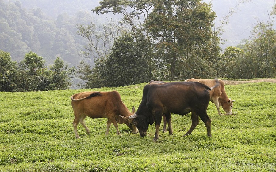 Nghệ An: Cơ hội mới từ chăn nuôi đại gia súc