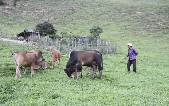 Nghệ An: Cơ hội mới từ chăn nuôi đại gia súc