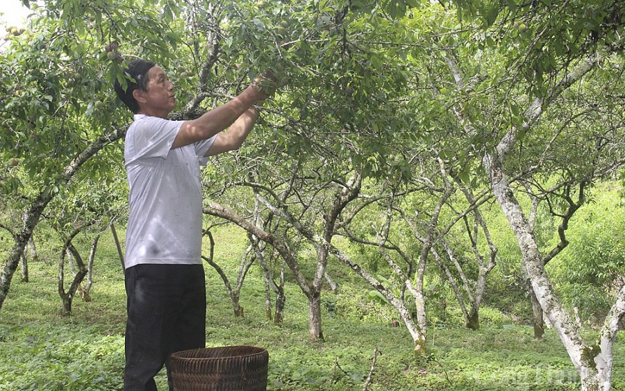 Tìm đầu ra cho nông sản vùng dân tộc thiểu số và miền núi Nghệ An