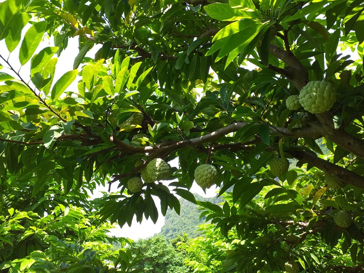 Kinh tế khá lên nhờ “làm bạn” với cây na