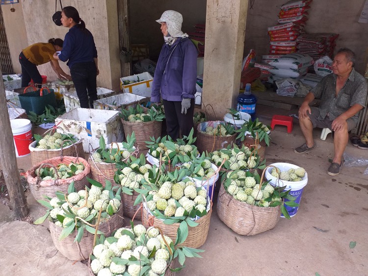 Kinh tế khá lên nhờ “làm bạn” với cây na
