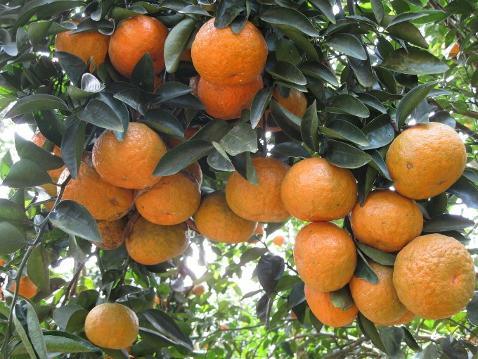 Nhiều diện tích vườn tạp ở huyện Vị Xuyên đã được cải tạo để trồng cam