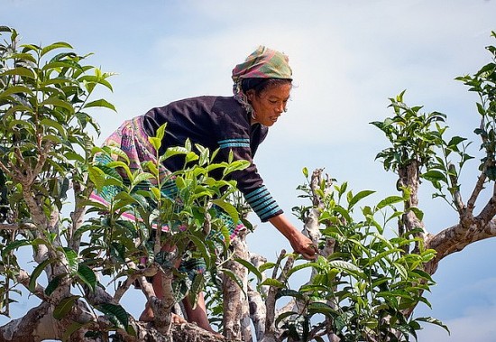 Huyện Vị Xuyên: Dồn lực để phát triển nông, lâm nghiệp chất lượng cao