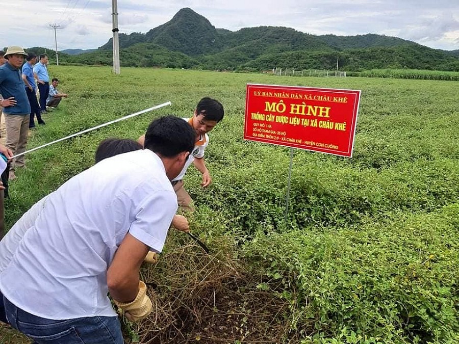 Bài 1: Hàng nghìn cây dược liệu được bảo tồn và tạo sinh kế bền vững cho bà con miền núi