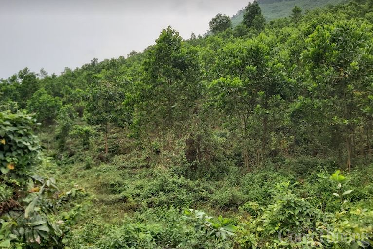Đà Nẵng: Đồng bào Cơ tu quản lý rừng, bảo vệ rừng và làm giàu từ rừng