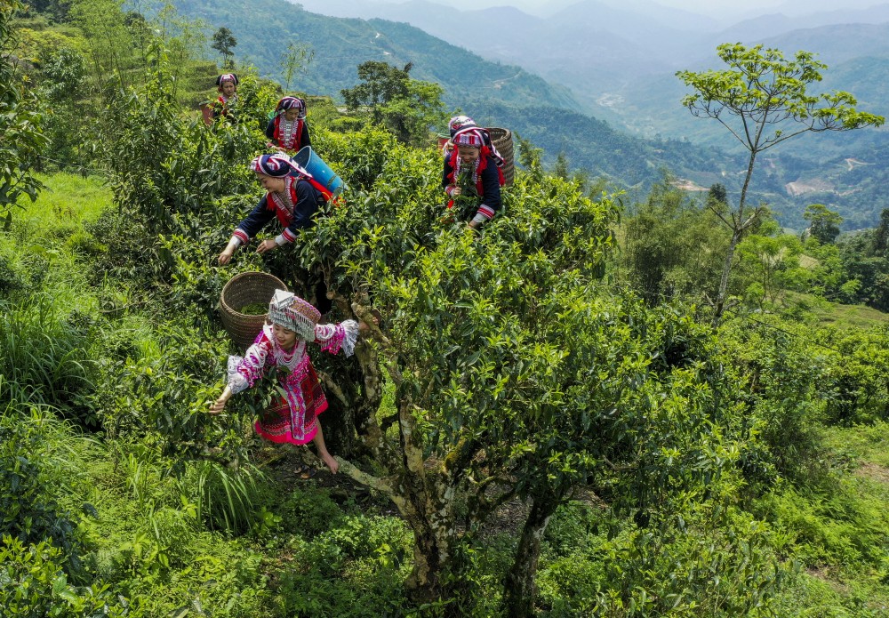 Sức vươn Hoàng Su Phì
