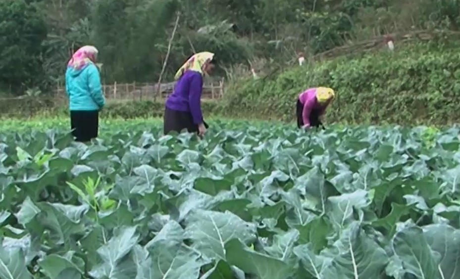 Bước chuyển biến trong phát triển kinh tế xã hội ở huyện Bắc Mê tỉnh Hà Giang