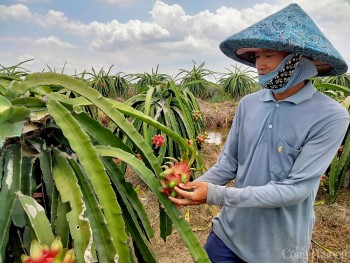 Đồng bằng sông Cửu Long: Đưa chính sách vào thực tiễn, giúp người dân nông thôn xóa đói giảm nghèo