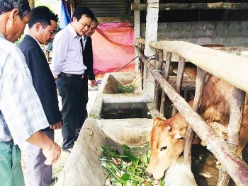 Thừa Thiên Huế: Hỗ trợ vốn vay để phát triển thương hiệu “Thịt bò A Lưới”