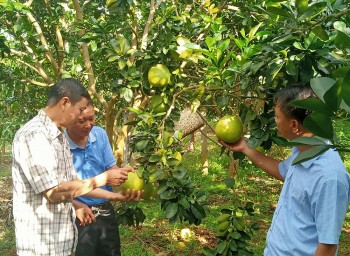 Tăng năng lực chế biến, nâng giá trị nông sản Sơn La