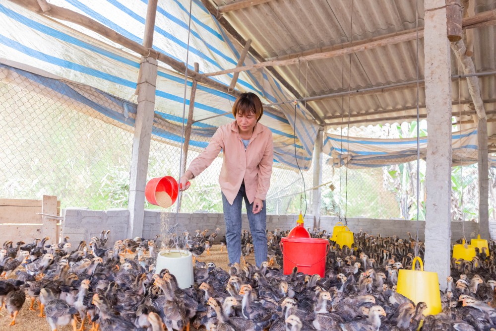Thúc đẩy tài chính, hỗ trợ sinh kế cho hơn 11.000 phụ nữ dân tộc thiểu số
