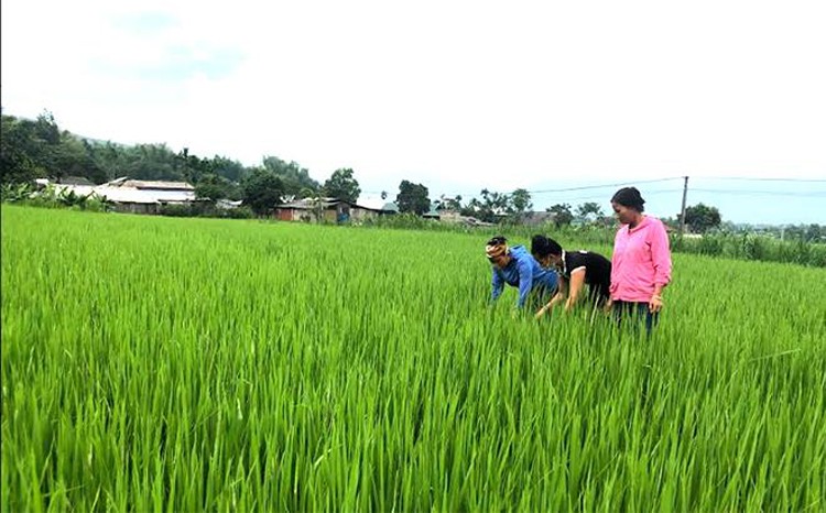 Yên Bái: Nâng cao sức cạnh tranh của gạo Séng cù Mường Lò