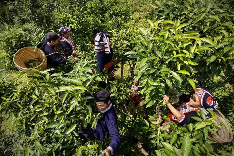 Hà Giang: Nâng cao thu nhập cho đồng bào dân tộc thiểu số từ trà Shan Tuyết cổ thụ