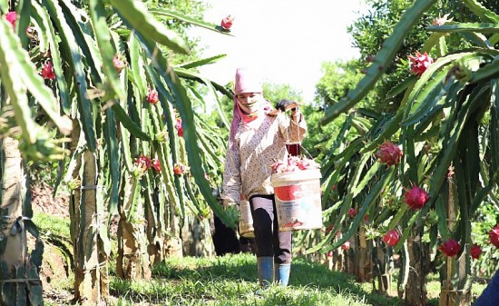 Xúc tiến thương mại: “Chắp cánh” cho xuất khẩu nông sản Sơn La