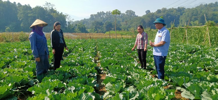 Nghị quyết 10 của Tỉnh ủy Lào Cai: Đòn bẩy để nông nghiệp Bảo Thắng phát triển