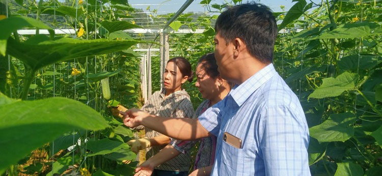 Nghị quyết 10 của Tỉnh ủy Lào Cai: Đòn bẩy để nông nghiệp Bảo Thắng phát triển