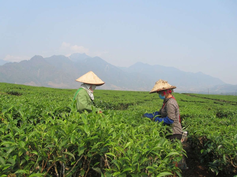 Lai Châu: Nâng cao năng lực chế biến nông sản