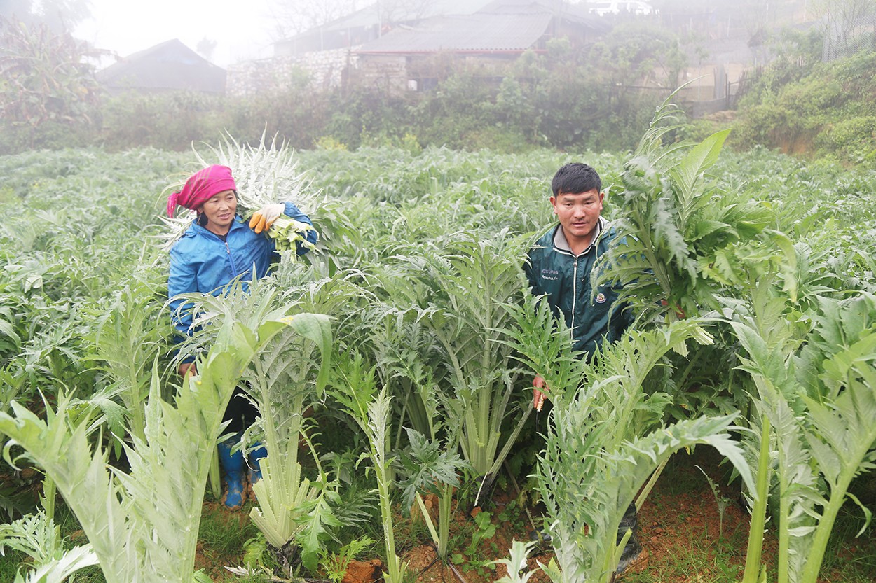 Tỉnh Lào Cai: Thúc đẩy chuỗi liên kết trong sản xuất nông nghiệp