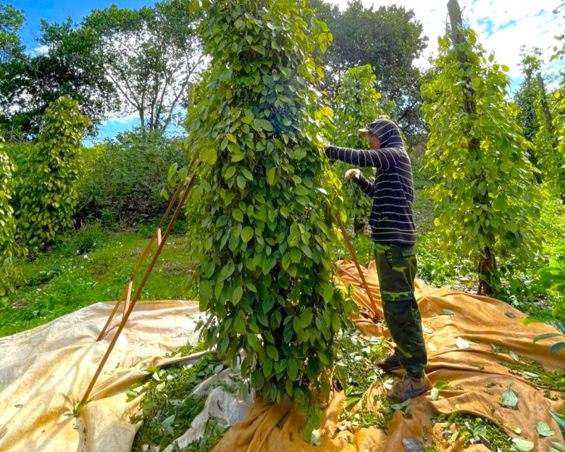 Đắk Lắk: Đẩy mạnh tiêu thụ Hồ tiêu thông qua mở rộng các chuỗi liên kết