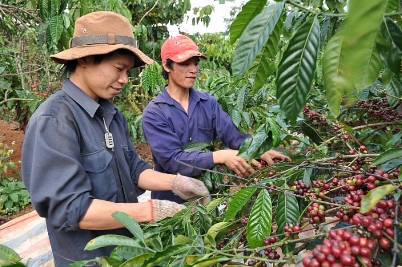 Đắk Nông: Phấn đấu đến năm 2025 giá trị xuất khẩu nông sản đạt trên 1,2 tỷ USD