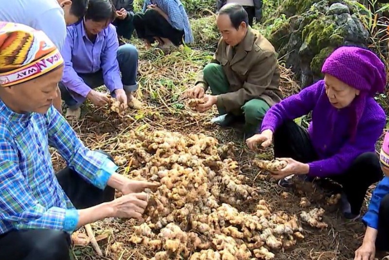 Cao Bằng: Hiệu quả cho đồng bào dân tộc từ trồng gừng hữu cơ xuất khẩu