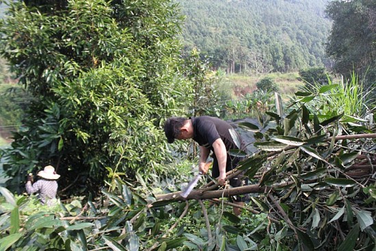 Năm 2022: Huyện Bắc Hà, tỉnh Lào Cai thu 304 tỷ đồng từ sản phẩm quế