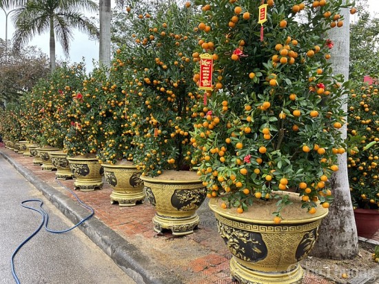 Thị trường hoa, cây Tết 2023 ở Quảng Bình có gì đặc biệt?