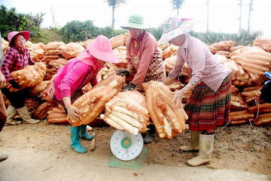 Mở đường xuất khẩu chính ngạch củ cải Xín Mần (Hà Giang)