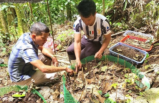 Kon Tum: Các hộ nghèo vay vốn trồng sâm được khoanh nợ