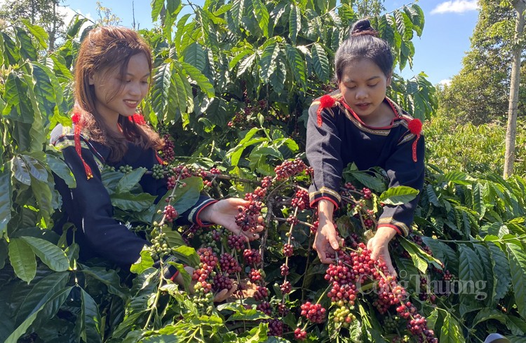 Công ty Vương Thành Công: Thành công với cà phê hữu cơ