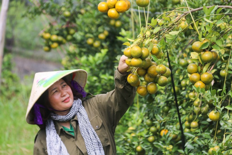 Longform|Đắk Nông: Nữ giám đốc với thành quả ngọt ngào trên đá núi lửa