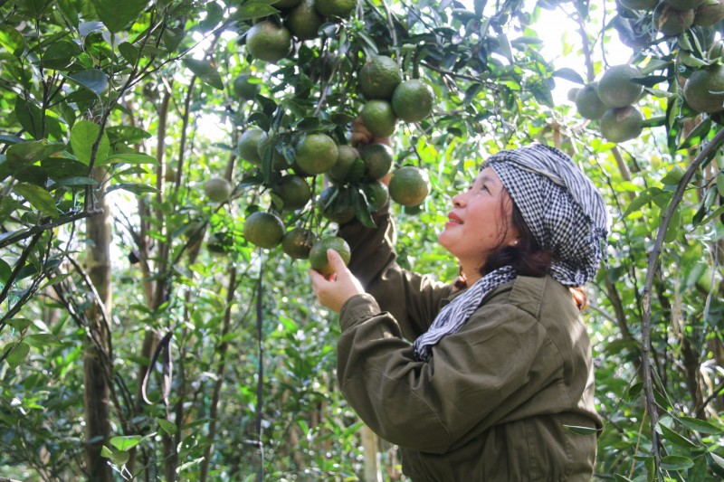 Longform|Đắk Nông: Nữ giám đốc với thành quả ngọt ngào trên đá núi lửa