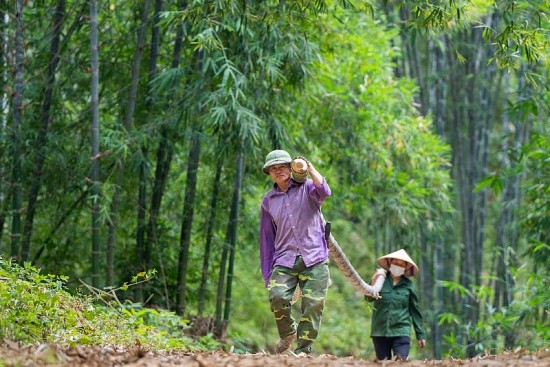 "Hồi sinh" cây lùng - cải thiện sinh kế cho bà con miền núi Nghệ An