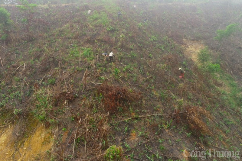 Đà Nẵng: Trồng 20.000 cây gỗ lớn, tạo sinh kế bền vững cho người dân