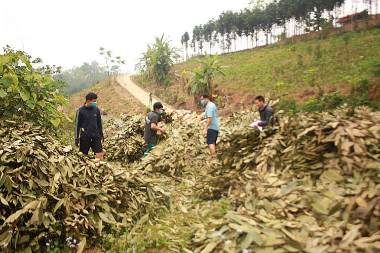 bà con nông dân xã Cốc Ly tiến hành thu bán cành, lá quế khô