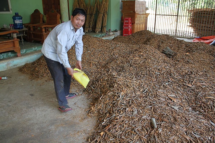 Đầu năm 2023, gia đình anh Bàn văn Thanh, thôn Lùng Xa 1, xã Cốc Ly mở đại lý thu mua vỏ cây quế non tỉa dày bảo đảm đầu ra, thu nhập cho bà con nông dân trong bối cảnh sản xuất khó khan do hạn hán kéo dài