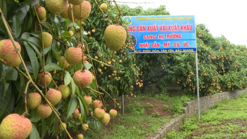 Bắc Giang: Tổ chức xúc tiến tiêu thụ vải thiều sớm năm 2023