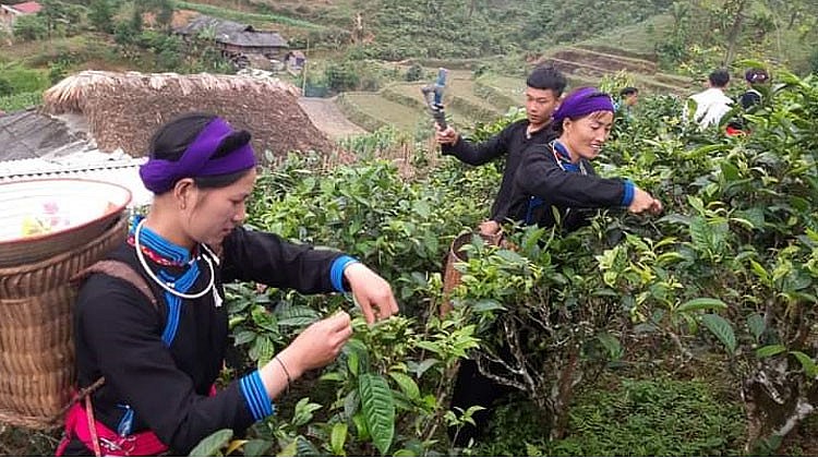 Phát triển thương hiệu chè Shan tuyết trên cao nguyên trắng Bắc Hà