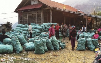 Giá nông sản "nhảy múa", người dân miền núi Nghệ An thấp thỏm