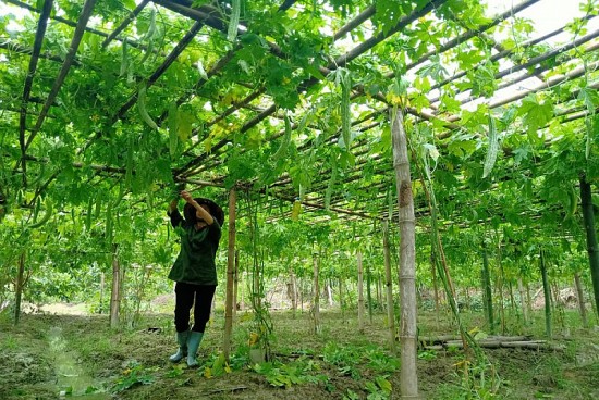 Những lá đơn xin thoát nghèo: “Thắp lửa” ý chí tự lực vươn lên