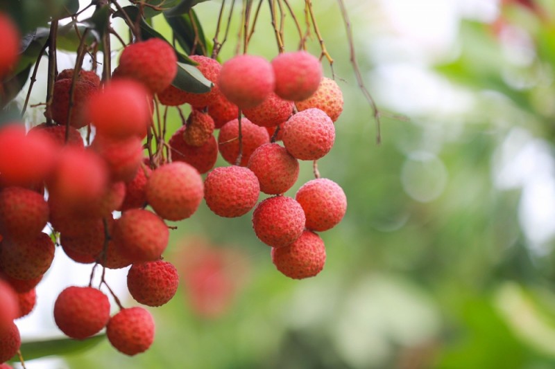 Từ cơn sốt trà mãng cầu: Nền tảng số là giải pháp để nông sản Việt thoát cảnh "được mùa, mất giá"