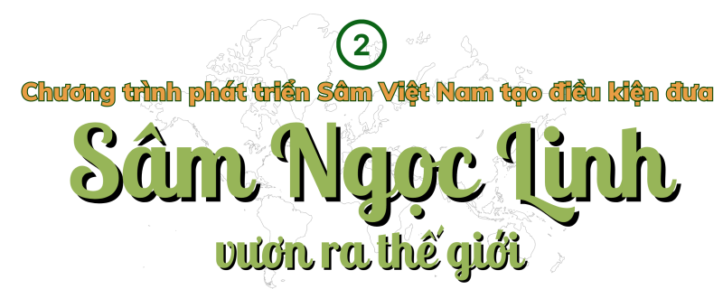 Longform | Quảng Nam: Tiếp thêm động lực đưa Sâm Ngọc Linh vươn ra thế giới