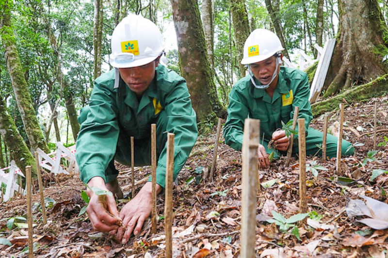 Kon Tum: Đề xuất thí điểm trồng Sâm Ngọc Linh dưới tán rừng đặc dụng