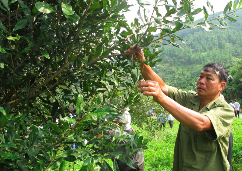 Lai Châu: Thúc đẩy phát triển nông nghiệp bền vững