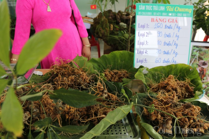 Quảng Nam: Rộn ràng phiên chợ sâm Ngọc Linh lần thứ 56 Quảng Nam: Rộn ràng phiên chợ sâm Ngọc Linh dịp 20 năm thành lập huyện Nam Trà My