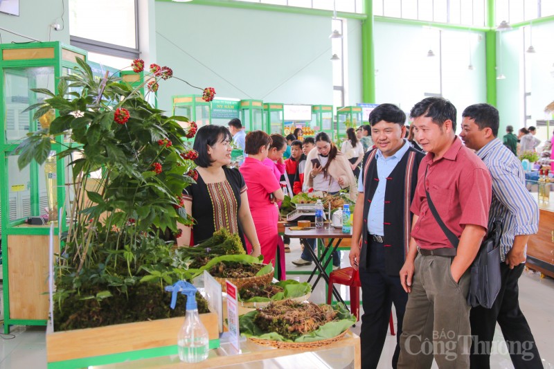 Quảng Nam: Rộn ràng phiên chợ sâm Ngọc Linh dịp 20 năm thành lập huyện Nam Trà My Quảng Nam: Rộn ràng phiên chợ sâm Ngọc Linh dịp 20 năm thành lập huyện Nam Trà My