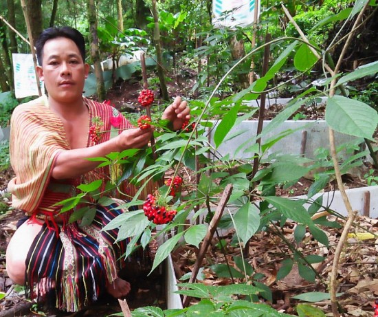 Người đồng bào Xơ-đăng trở thành tỷ phú nhờ trồng sâm Ngọc Linh