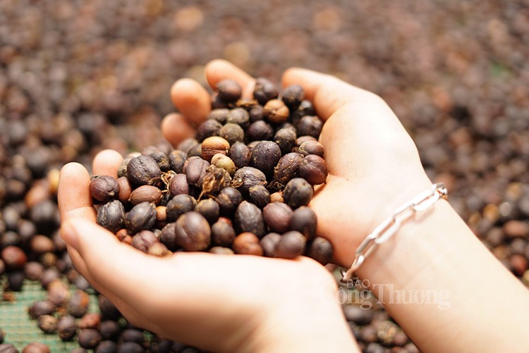 EU tăng nhập khẩu cà phê từ thị trường Việt Nam